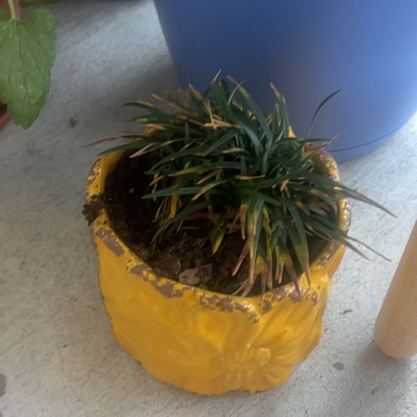 Photo of the plant species Dwarf Mondo Grass by @BigLantana24 named Eva on Greg, the plant care app