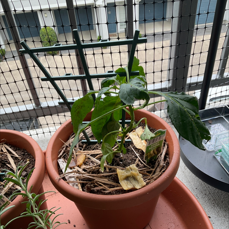 Sweet Banana Pepper