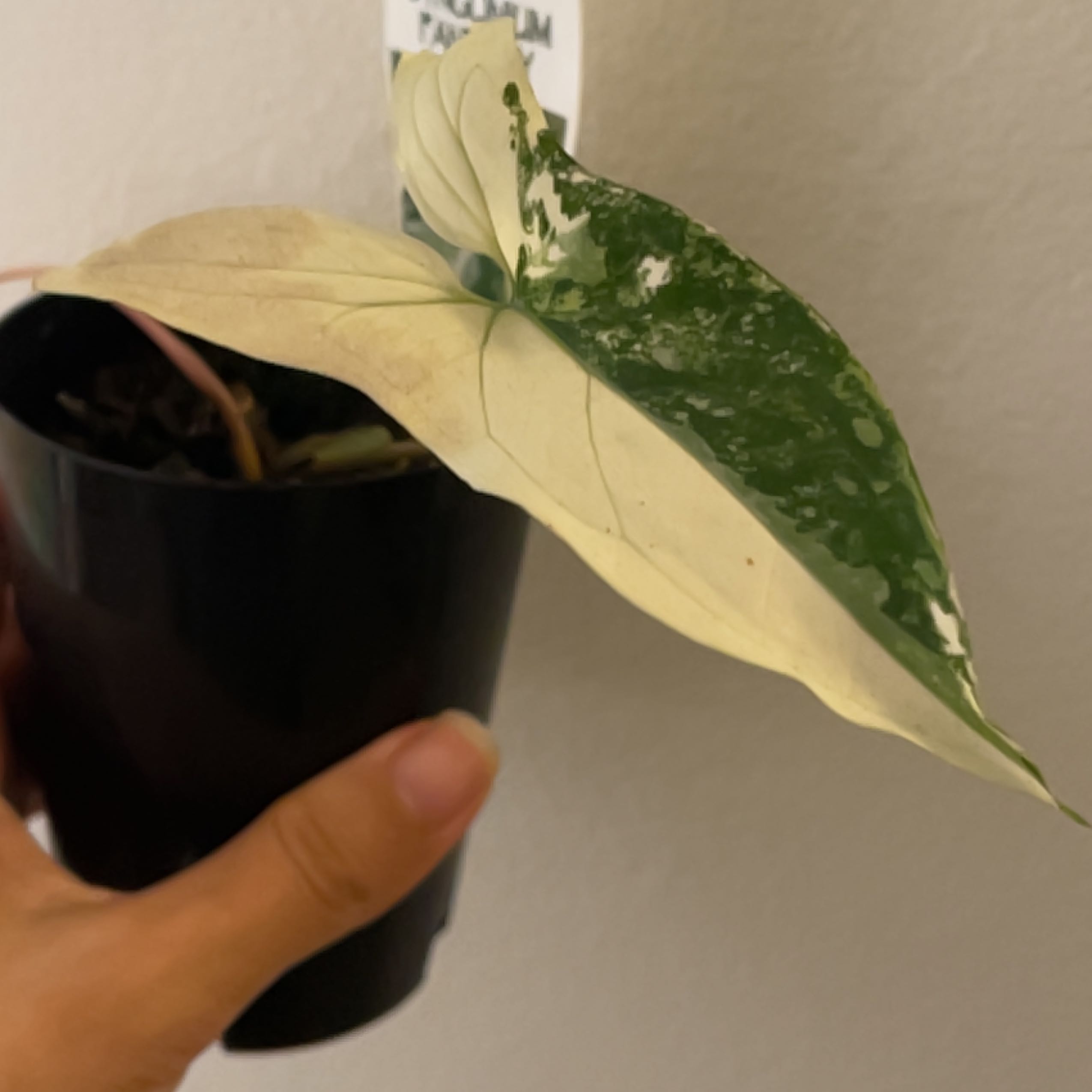Photo of the plant species Syngonium Fantasy by Yanran named Wall-E on Greg, the plant care app