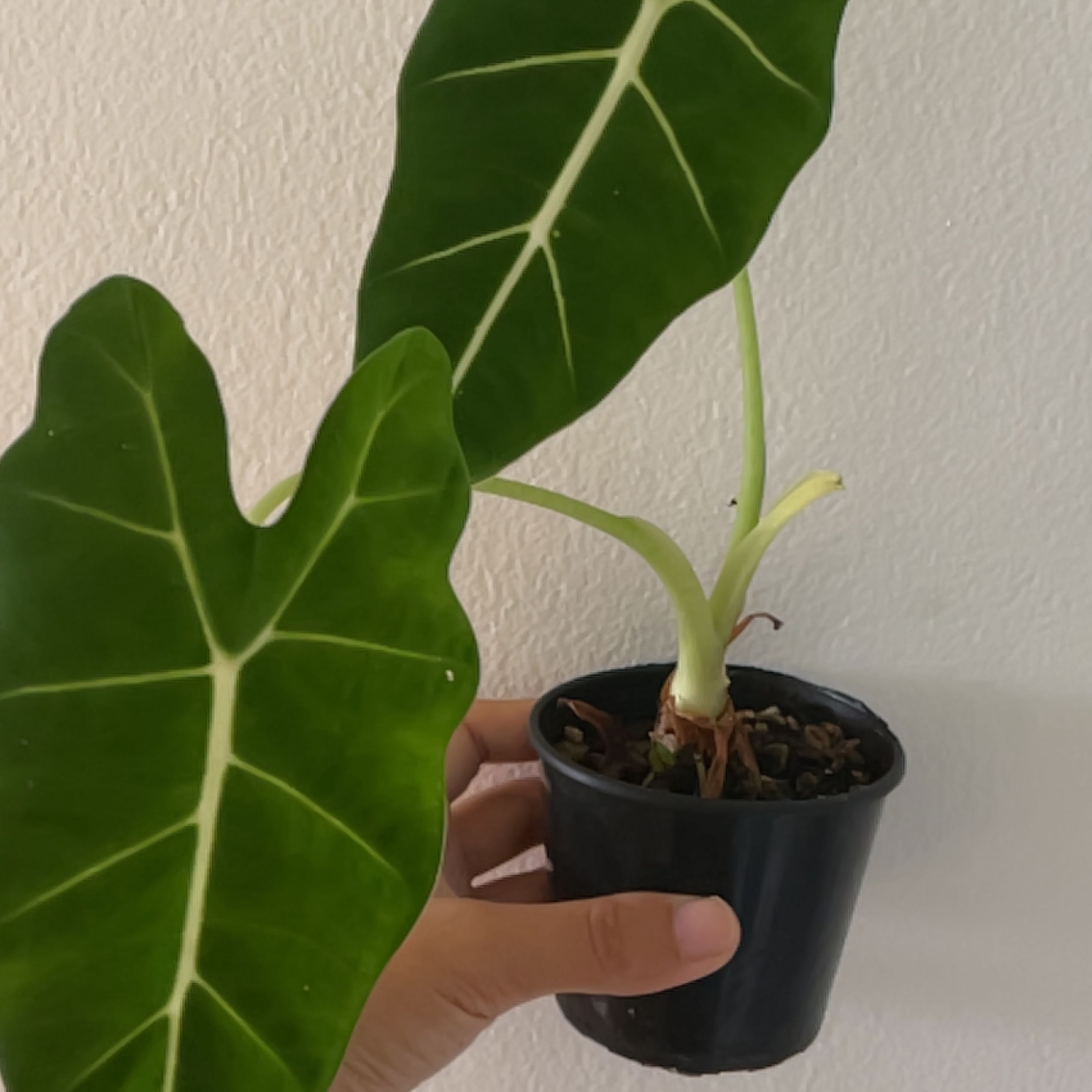 Green Velvet Alocasia plant with two large leaves in a small black pot, held by a hand.