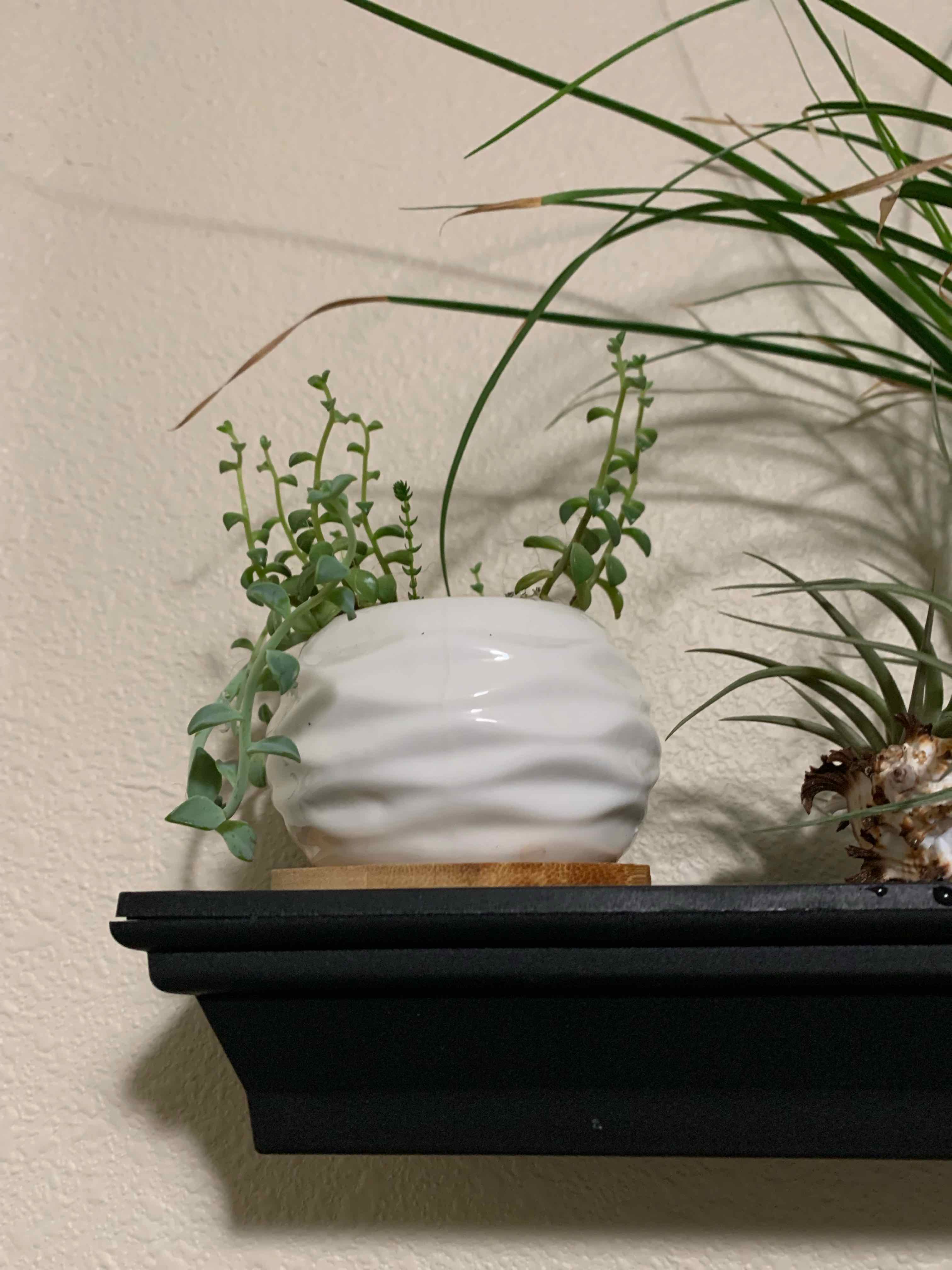 Potted Sedeveria 'Jet Beads' plant on a shelf, appears healthy with no visible discoloration.