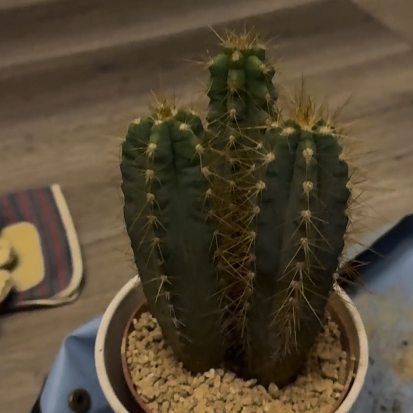 Blue Columnar Cactus in a pot with visible soil and pebbles.