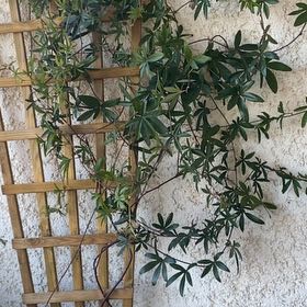 Photo of the plant species Passion Flower Vine by @WinBrushbox60 named Denali on Greg, the plant care app
