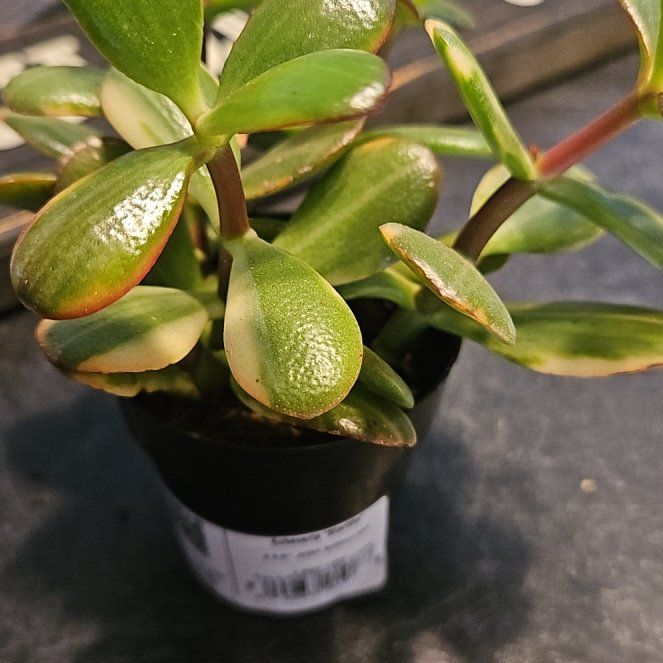 Photo of the plant species Echeveria 'Starlite' by @MotherAppletree named Pax on Greg, the plant care app