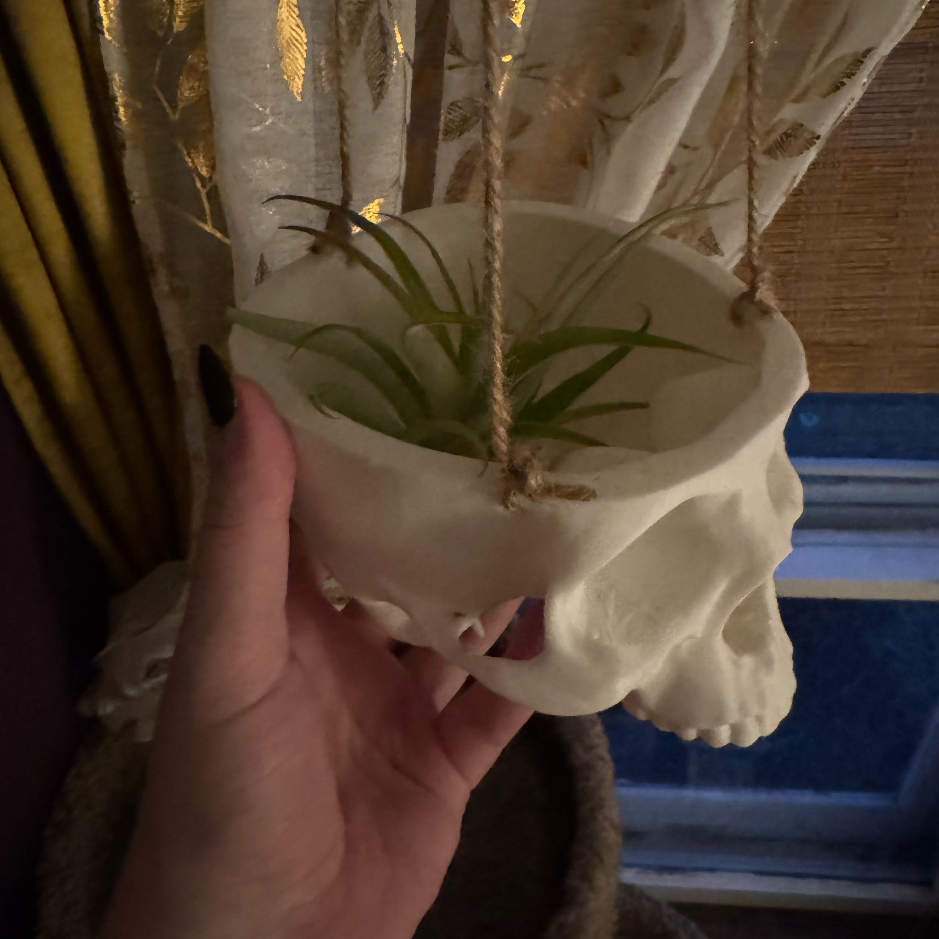 Photo of the plant species Tillandsia Capitita 'Peach' by @sleepyechoes named Harrowhark on Greg, the plant care app