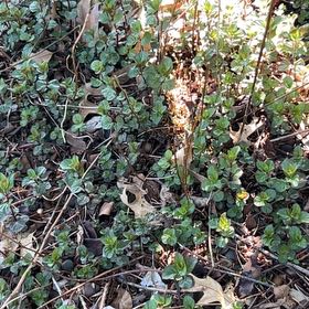 Photo of the plant species Northern Twinflower by @GorgeousPhalsa8 named Doja Cat on Greg, the plant care app