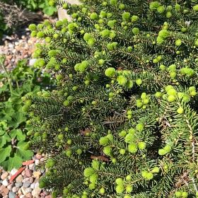 Photo of the plant species Fraser Fir by @GorgeousPhalsa8 named Anne on Greg, the plant care app