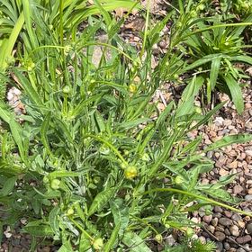 Photo of the plant species Blond Plantain by @GorgeousPhalsa8 named Einstein on Greg, the plant care app