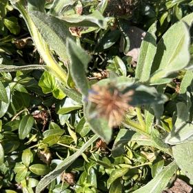 Photo of the plant species Mountain Bluet by @GorgeousPhalsa8 named Muhammad Ali on Greg, the plant care app