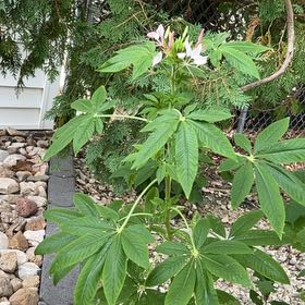 Photo of the plant species Cleome Hassleriana by @GorgeousPhalsa8 named Sage on Greg, the plant care app
