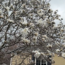 Photo of the plant species Serviceberry by @GorgeousPhalsa8 named Miley on Greg, the plant care app