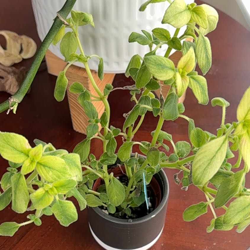 Photo of the plant species Streptocarpella 'Blue' by @ReleasedReaper named Kobe on Greg, the plant care app