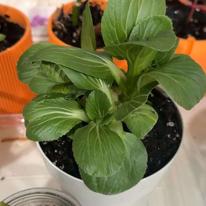 Photo of the plant species Baby Bok Choy by @ReleasedReaper named Sahara on Greg, the plant care app