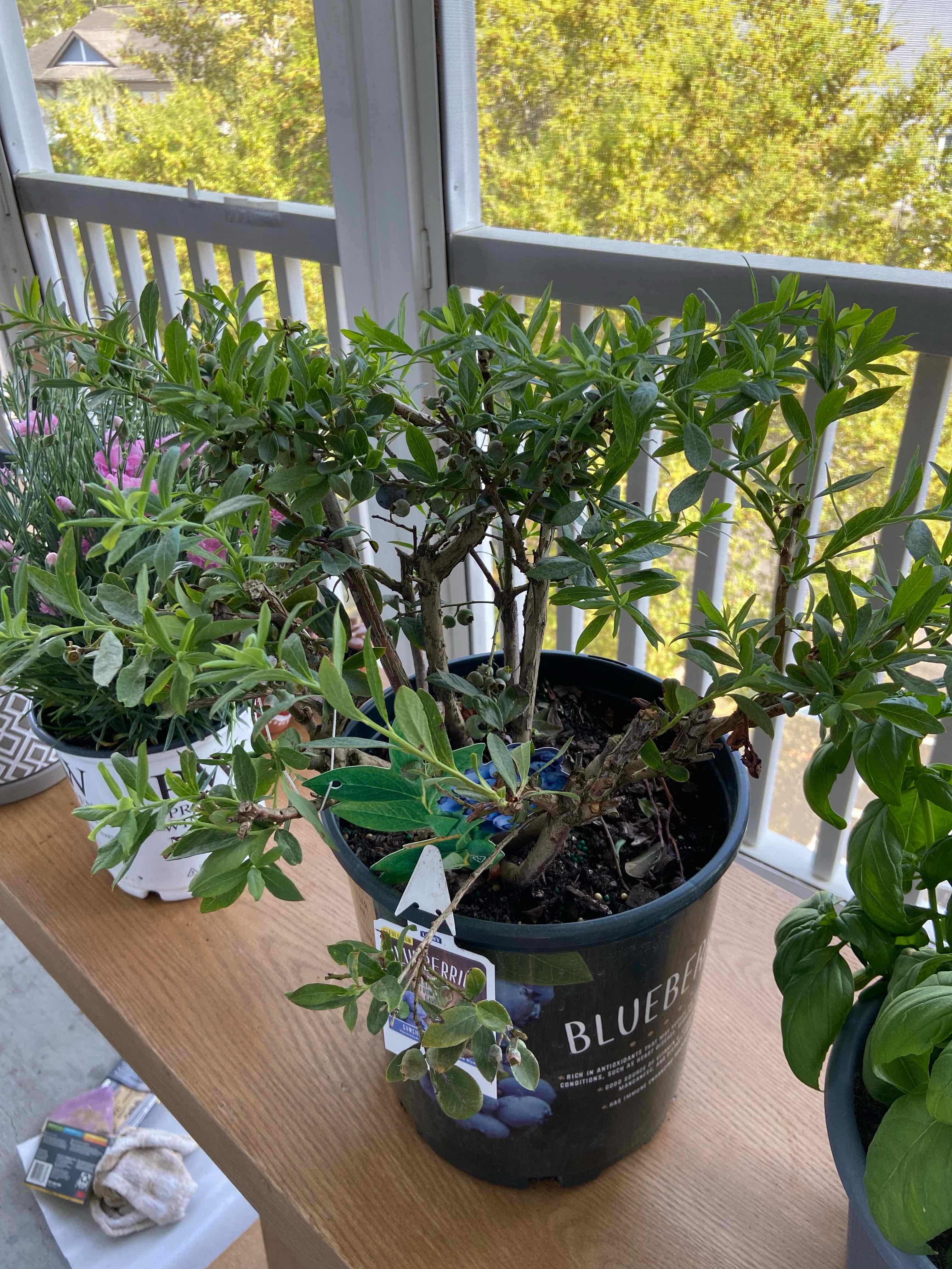 Photo of the plant species Sunshine Blueberry by @ImpartialKale named Rainier on Greg, the plant care app