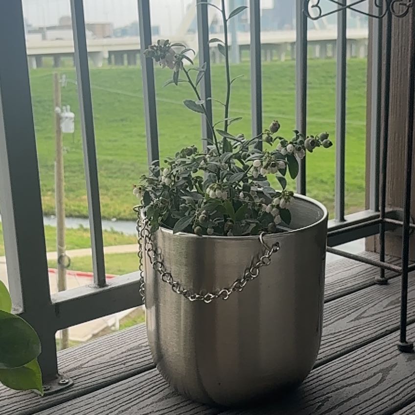 Photo of the plant species Sunshine Blueberry by @NovelVetiver71 named Blueberry on Greg, the plant care app