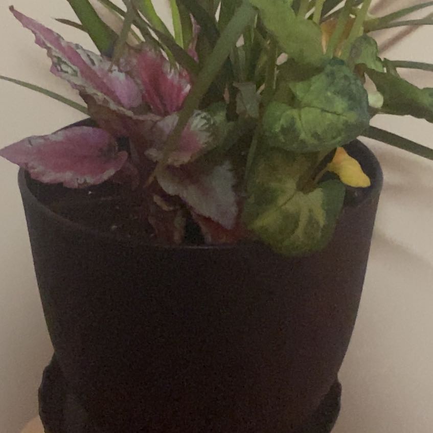 Photo of the plant species Australian Violet by @MarvelLionsmane named Foxxy on Greg, the plant care app