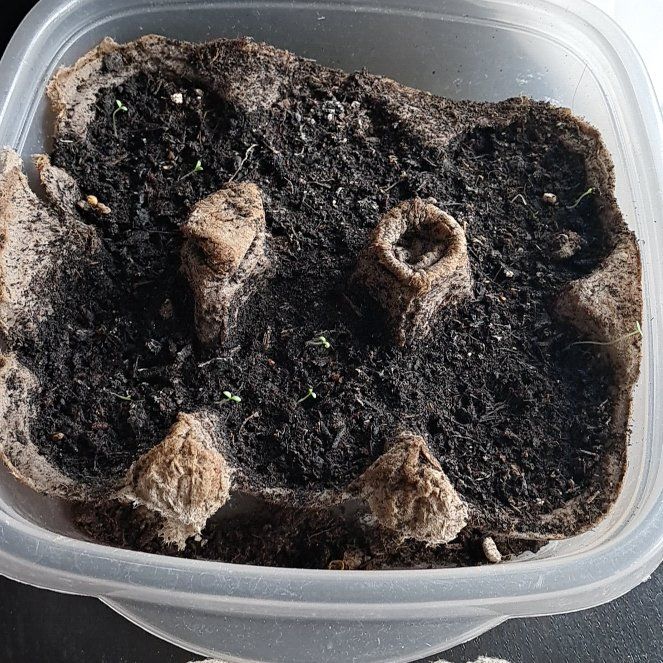 Photo of the plant species Matterhorn Edelweiss by @BossBroom21 named Leonardo on Greg, the plant care app