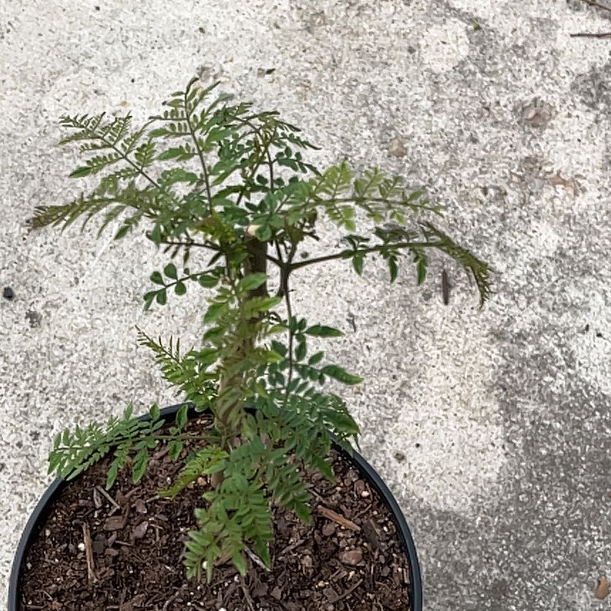 Photo of the plant species Brazilian Rosewood by @BusySwampbay2 named Orwell on Greg, the plant care app