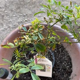 Photo of the plant species Yellow Climbing Rose by @HandyBrighteyes named Queen on Greg, the plant care app