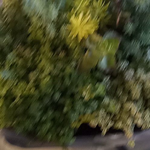 Photo of the plant species Horn Calcareous Moss by @BuffBenjaminfig named Spike Leaves on Greg, the plant care app