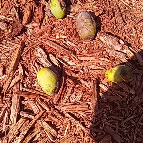 Photo of the plant species Mayapple by @BuffBenjaminfig named Lola on Greg, the plant care app