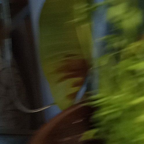 Photo of the plant species Vicia lens by @BuffBenjaminfig named McKinley on Greg, the plant care app