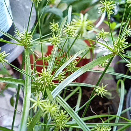 Photo of the plant species False Nutsedge by @BuffBenjaminfig named Sahara on Greg, the plant care app