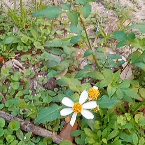 Photo of the plant species Hairy Beggarticks by @BuffBenjaminfig named Dolores on Greg, the plant care app