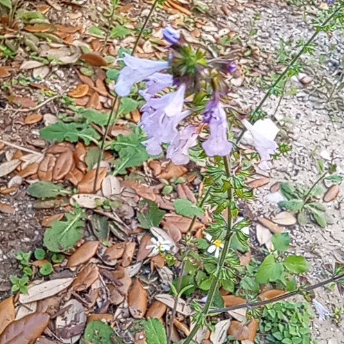 Photo of the plant species Lyre-Leaf Sage by @BuffBenjaminfig named Mando on Greg, the plant care app