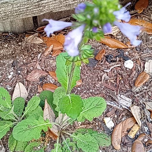Photo of the plant species Lyre-Leaf Sage by @BuffBenjaminfig named Remington on Greg, the plant care app