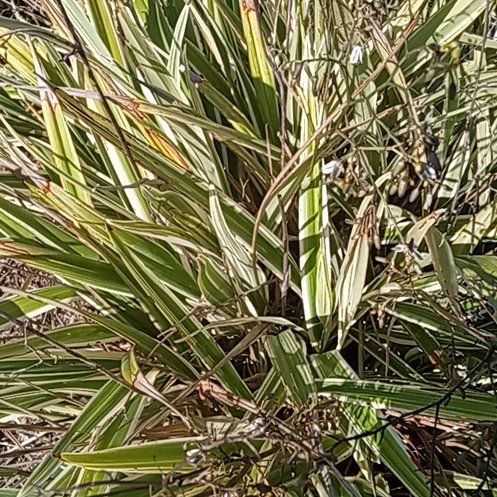 Photo of the plant species Tasman Flax-Lily by @BuffBenjaminfig named Nithin on Greg, the plant care app