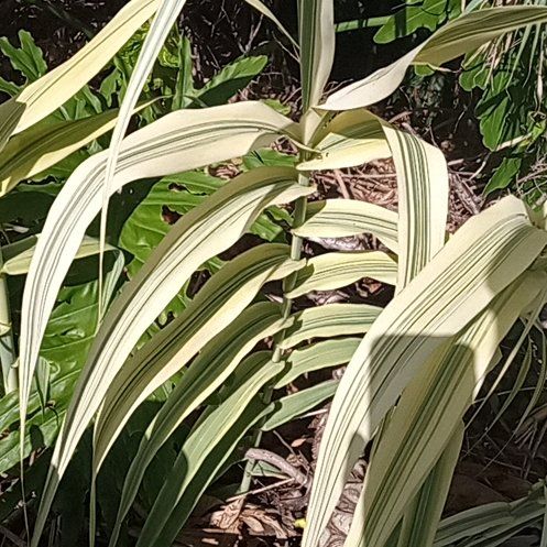 Photo of the plant species Maiden Grass by @BuffBenjaminfig named Muhammad Ali on Greg, the plant care app