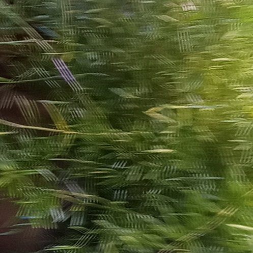 Photo of the plant species Barren Brome by @BuffBenjaminfig named Einstein on Greg, the plant care app