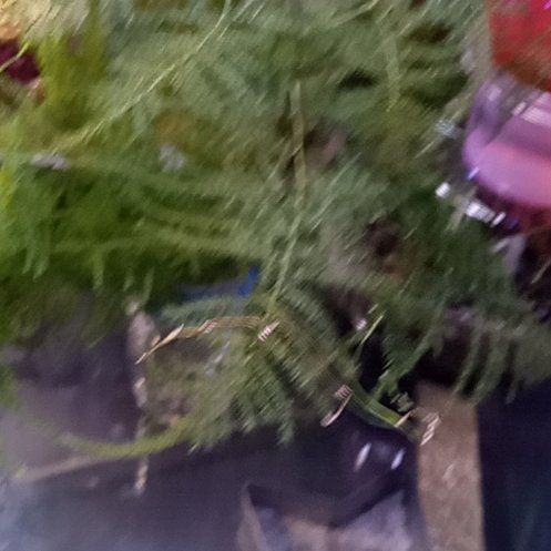 Photo of the plant species Delicate Thuidium Moss by @BuffBenjaminfig named Gobi on Greg, the plant care app