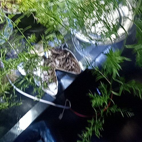 Photo of the plant species Climbing Asparagus Fern by @BuffBenjaminfig named Taylor Swift on Greg, the plant care app