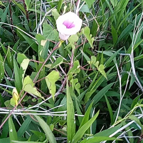 Photo of the plant species Tievine by @BuffBenjaminfig named Drake on Greg, the plant care app
