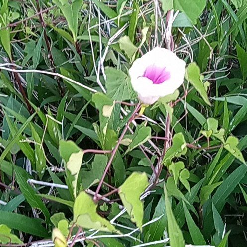 Photo of the plant species Tievine by @BuffBenjaminfig named James Dean on Greg, the plant care app