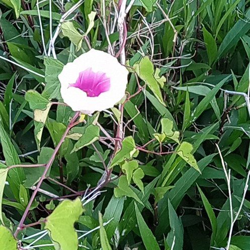 Photo of the plant species Tievine by @BuffBenjaminfig named Robert Plant on Greg, the plant care app