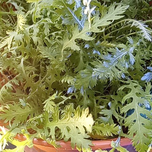 Photo of the plant species Achillea Millefolium by @BuffBenjaminfig named Einstein on Greg, the plant care app