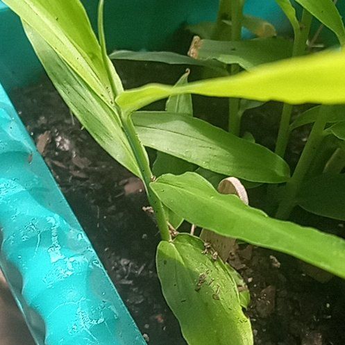 Photo of the plant species Butterfly Ginger by @BuffBenjaminfig named Morgan Treeman on Greg, the plant care app
