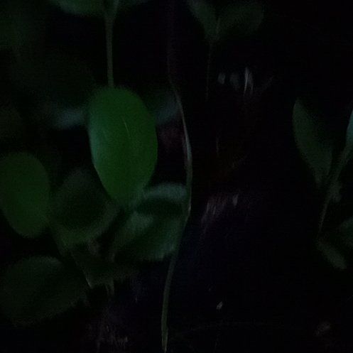 Photo of the plant species Alabama Supplejack by @BuffBenjaminfig named Sage on Greg, the plant care app