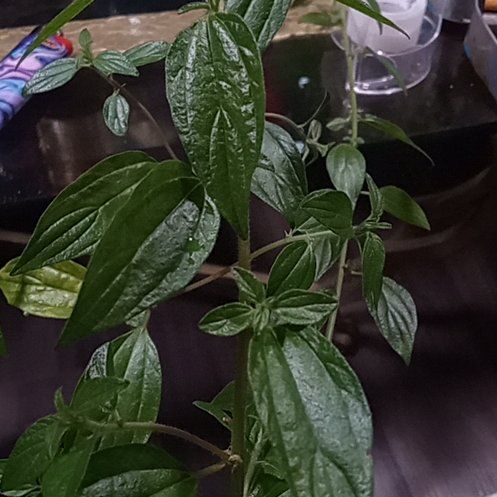 Photo of the plant species Parietaria Judaica by @BuffBenjaminfig named Remington on Greg, the plant care app