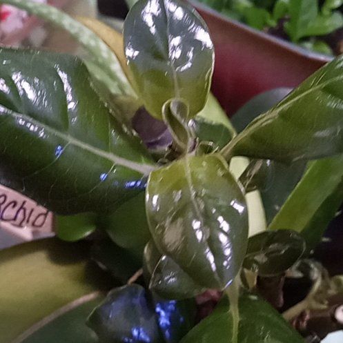 Photo of the plant species Shiny Leaf by @BuffBenjaminfig named Wall-E on Greg, the plant care app