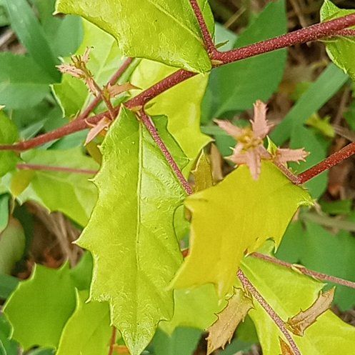 Photo of the plant species Muscadine Grape by @BuffBenjaminfig named Messi on Greg, the plant care app