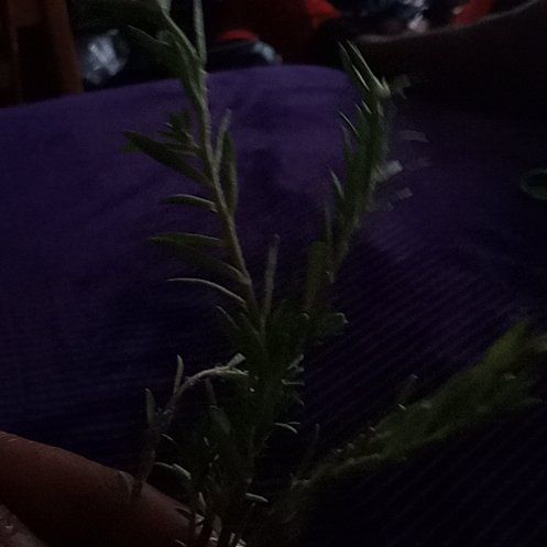Photo of the plant species Argentine Fleabane by @BuffBenjaminfig named Clooney on Greg, the plant care app