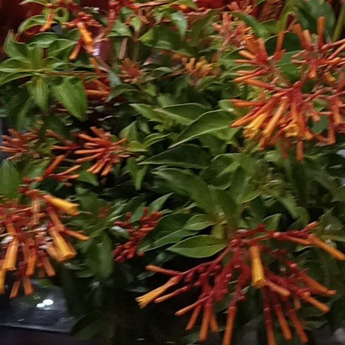 Photo of the plant species Scarlet Bush by @BuffBenjaminfig named Gates on Greg, the plant care app