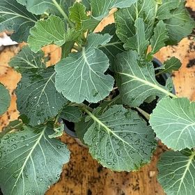 Photo of the plant species Collard Greens by @ShrewdBulrush named Wall-E on Greg, the plant care app