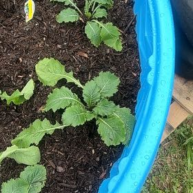 Photo of the plant species Turnip Greens by @ShrewdBulrush named Forrest on Greg, the plant care app