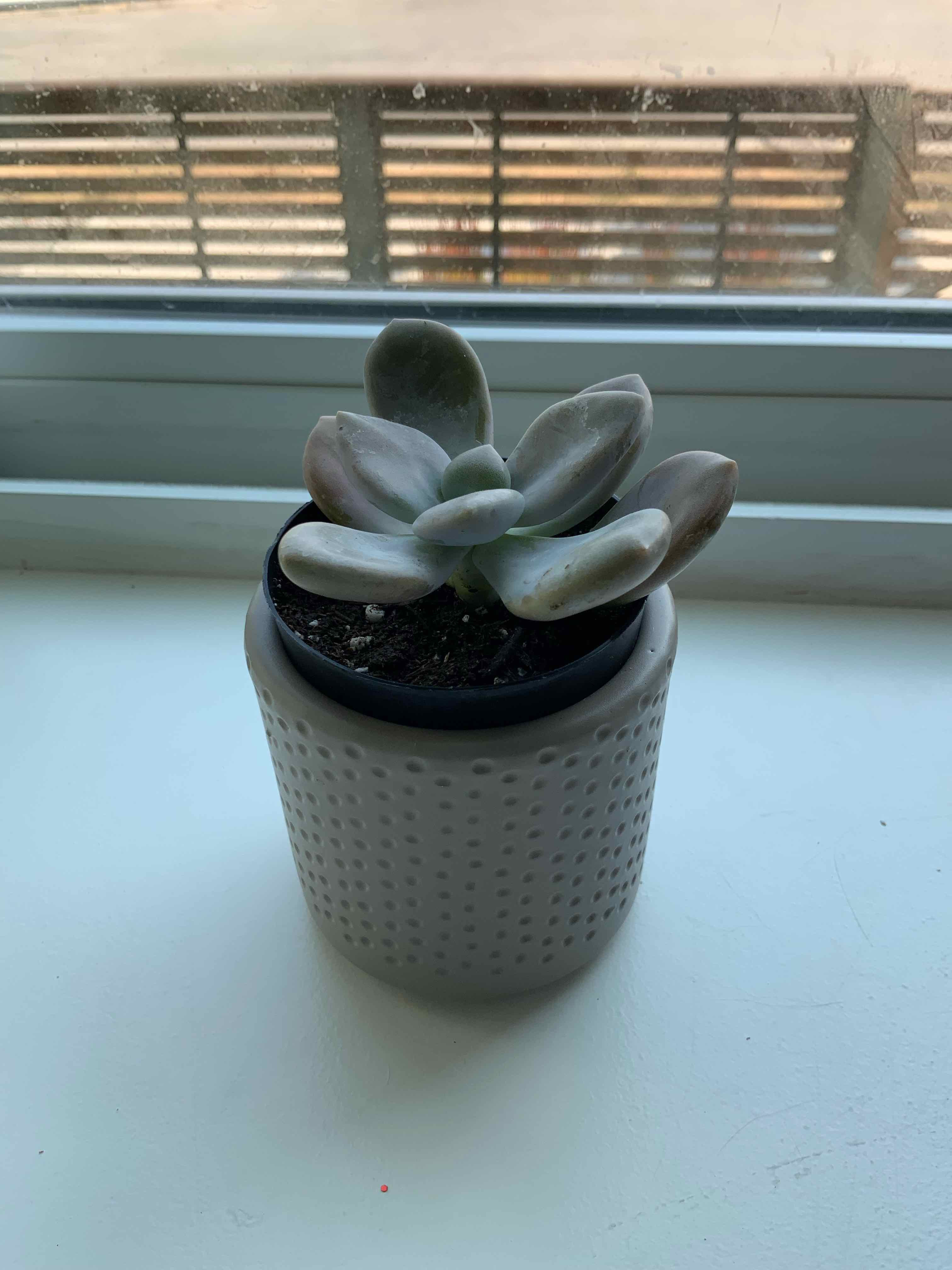 Graptopetalum 'Murasaki' plant in a small pot on a windowsill, healthy with no visible issues.