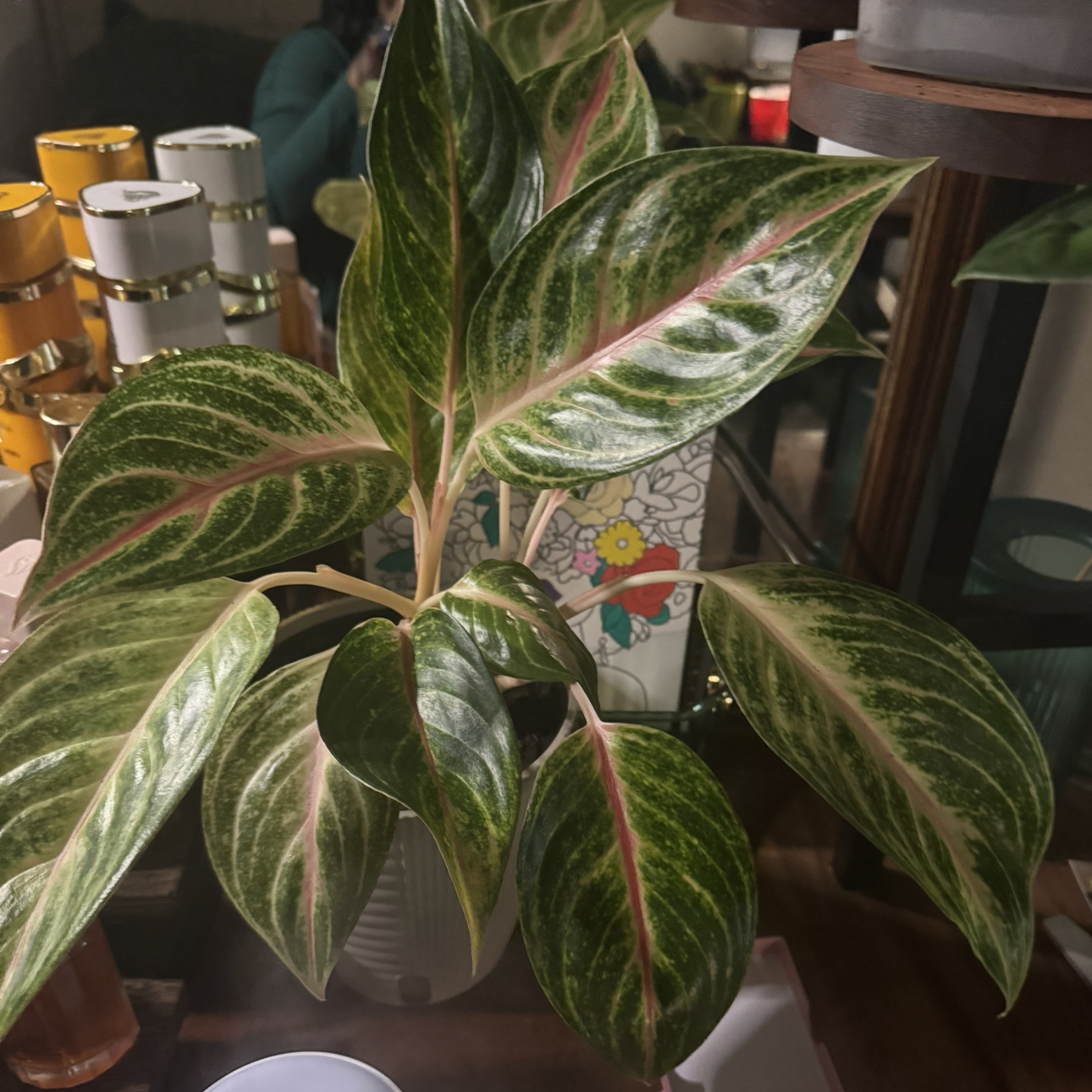 Photo of the plant species Aglaonema 'Golden Fluorite' by @DonniesJungle7 named Artemis on Greg, the plant care app